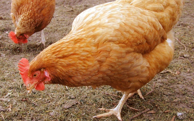 Hλεία: Η γρίπη των πτηνών σκότωσε 28.000 κότες – Συναγερμός για τον ιό H5N8